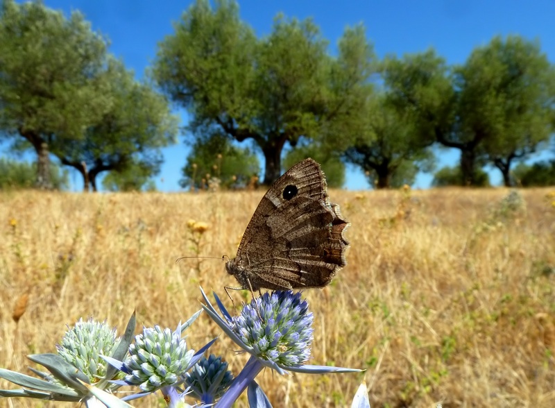 Farfalle di Settembre